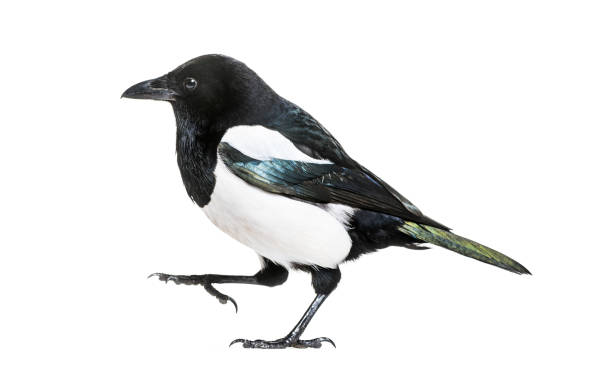 istock Common Magpie, Pica pica, in front of white background 1069549794