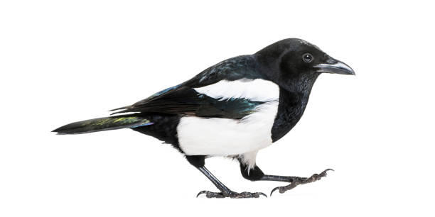 istock Common Magpie, Pica pica, in front of white background 1069549796