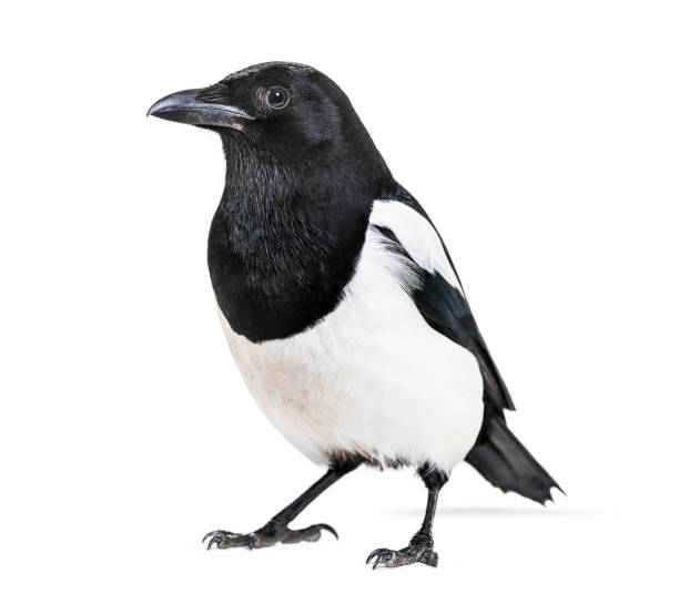 istock Common Magpie, Pica pica, in front of white background 1069549810