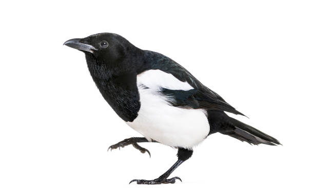 istock Common Magpie, Pica pica, in front of white background 1069549818