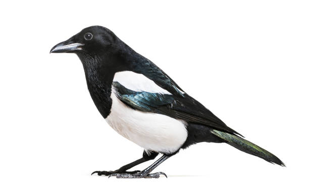 istock Common Magpie, Pica pica, in front of white background 1069549852