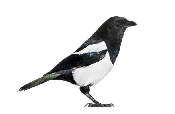 istock Common Magpie, Pica pica, in front of white background 1069549878
