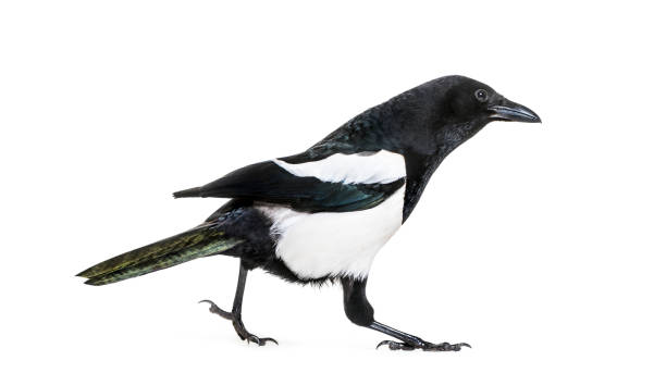 istock Common Magpie, Pica pica, in front of white background 1069549896