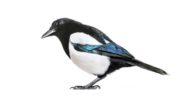 istock Common Magpie, Pica pica, in front of white background 1069549906