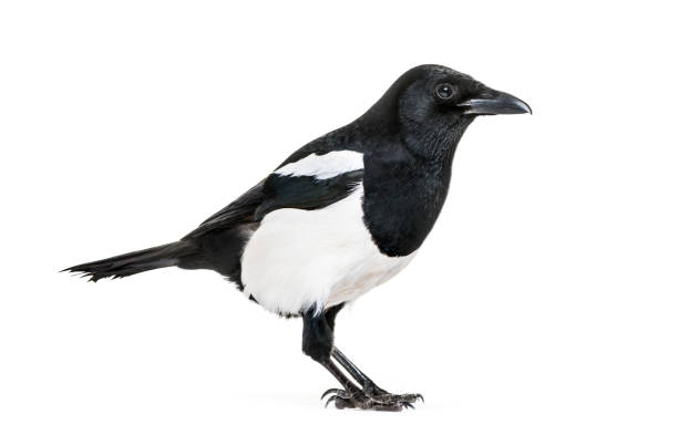 istock Common Magpie, Pica pica, in front of white background 1069549920