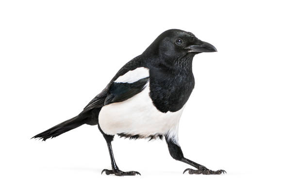 istock Common Magpie, Pica pica, in front of white background 1069549930