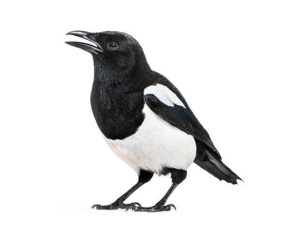 istock Common Magpie, Pica pica, in front of white background 1069549956