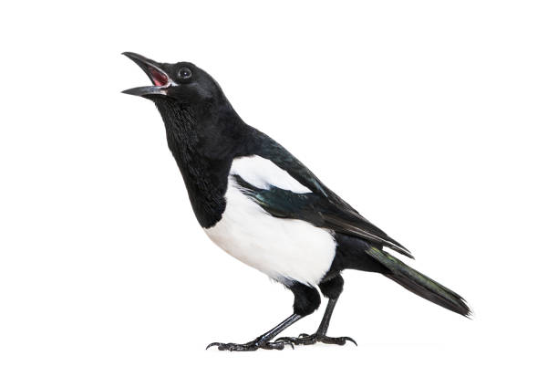 一般的なカササギ、カササギ、白い背景の前に - magpie ストックフォトと画像