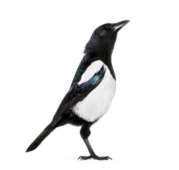 istock Common Magpie, Pica pica, in front of white background 1069549974
