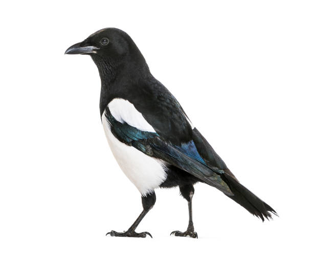 istock Common Magpie, Pica pica, in front of white background 1069549978