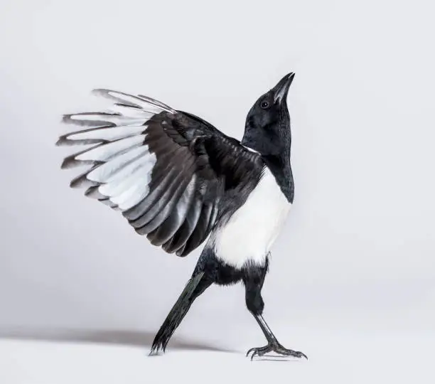 Photo of Common Magpie, Pica pica, spreading wings to take off, in front of white background