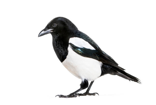 istock Common Magpie, Pica pica, in front of white background 1069549986