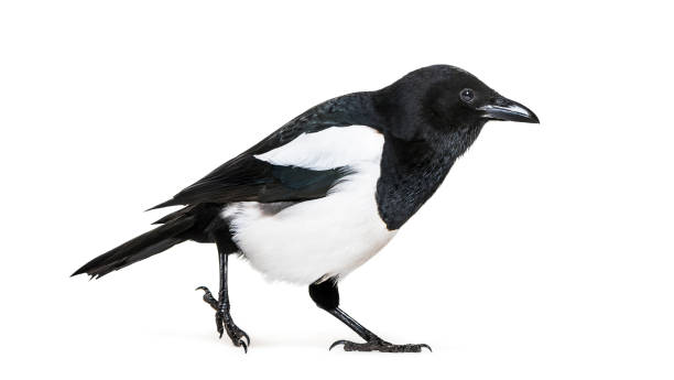 istock Common Magpie, Pica pica, in front of white background 1069549994