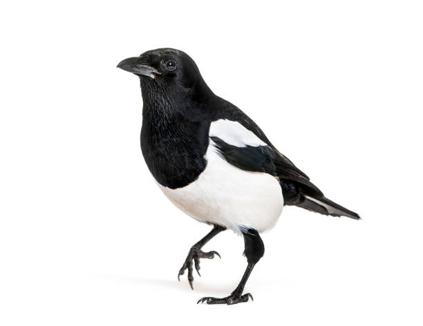 istock Common Magpie, Pica pica, in front of white background 1069550016