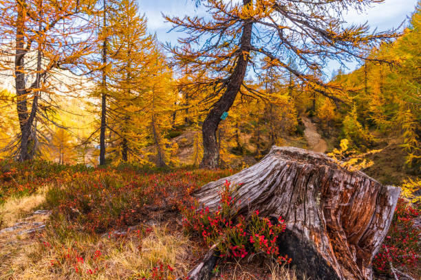istock alpe devero autumn landscape 1069550460