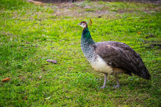 istock A Peafowl Peacock in Orlando, Florida 1069550894