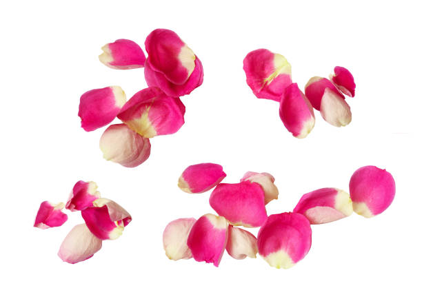 istock Set of pink rose petals 1069550968