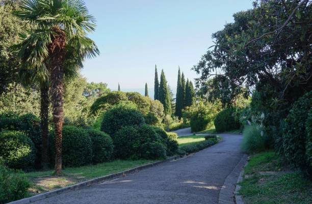 istock Park alley in Livadia 1069551214