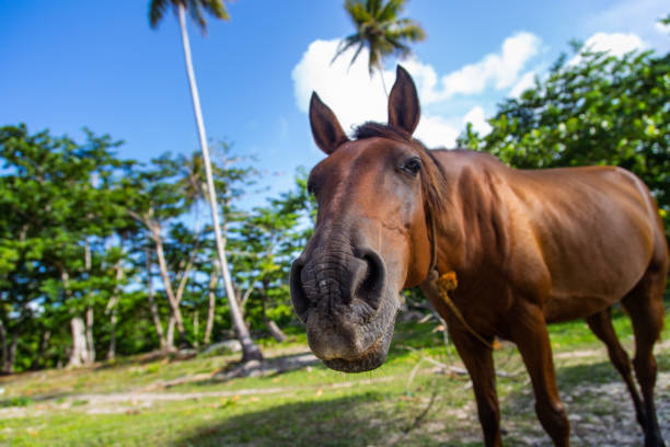 istock Funny horse in a tropical beach 1069553950