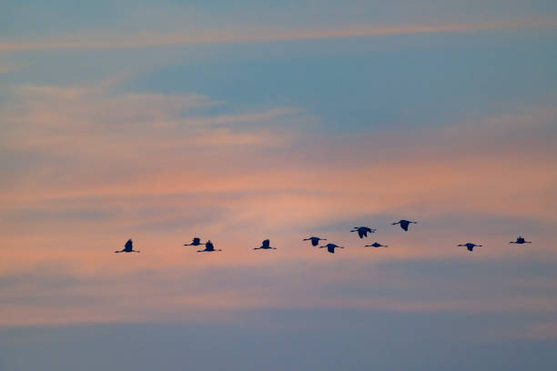 Crane birds or Common Cranes or Eurasian Cranes (Grus Grus) flying in mid air  during the autumn migration over the moors of Diepholz in Germany.
