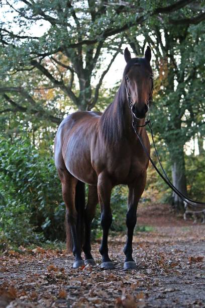 istock standing quarter horse portrait 1069554806