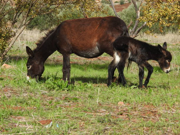 istock baby donkey and mother 1069554874