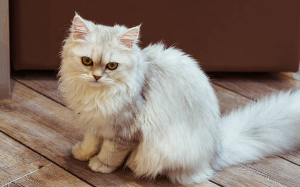 istock A picture of a young and beautiful cat. Cat is watching somewhere 1069556192