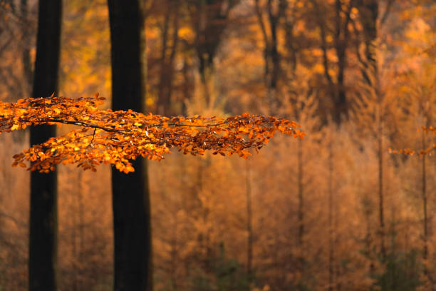 Misty forest during a beautiful foggy autumn day. The forest ground of the Speulder and Sprielderbos in the Veluwe nature reserve is covered with brown fallen leaves and the path is disappearing in the distance. The fog is giving the forest a desolate atmosphere.