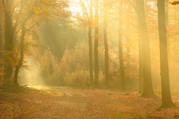 istock Path through a misty forest during a beautiful foggy autumn day 1069556300