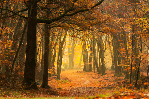 istock Path through a misty forest during a beautiful foggy autumn day 1069556452