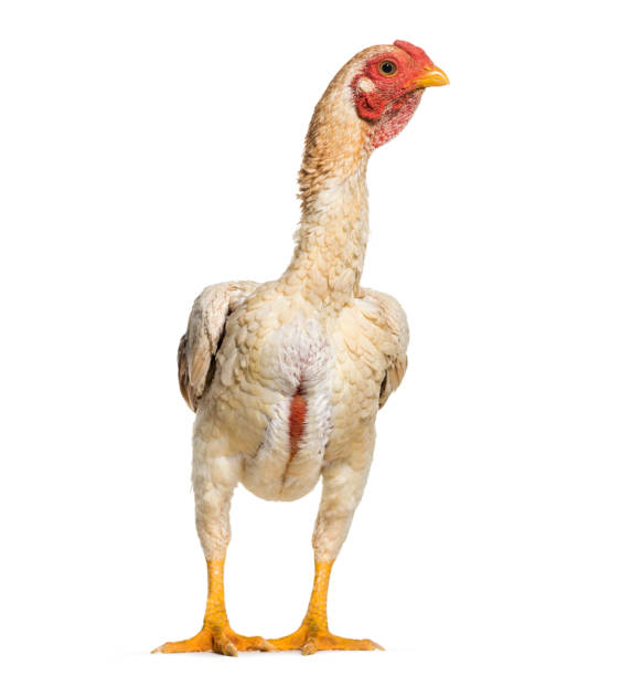 istock Shamo Shamo also known as gamecocks, standing against white background 1069556522