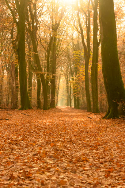 istock Path through a misty forest during a beautiful foggy autumn day 1069556562