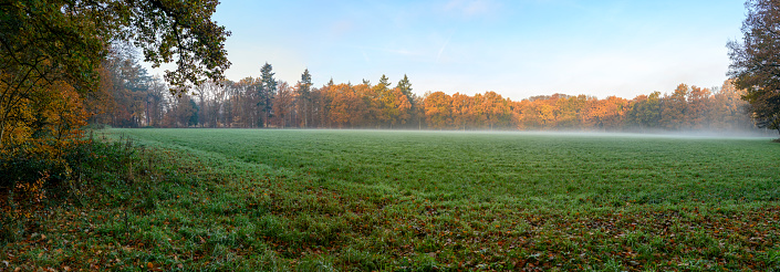 Green meadow in a  misty forest during a beautiful foggy autumn day in the Veluwe nature reserve in Gelderland, The Netherlands.