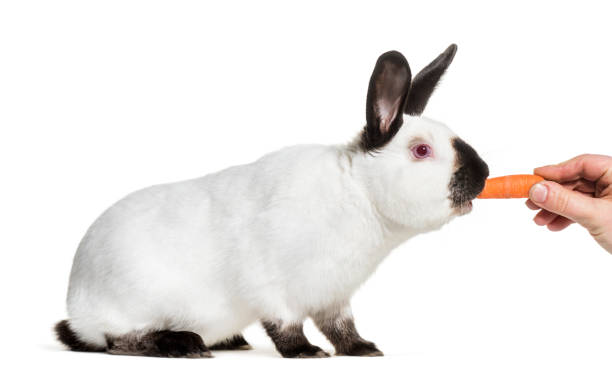 istock Russian rabbit being fed carrot against white background 1069556796