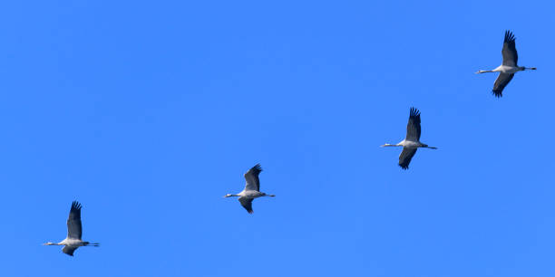 istock Crane birds or Common Cranes flying in mid air during the autumn migration 1069556878