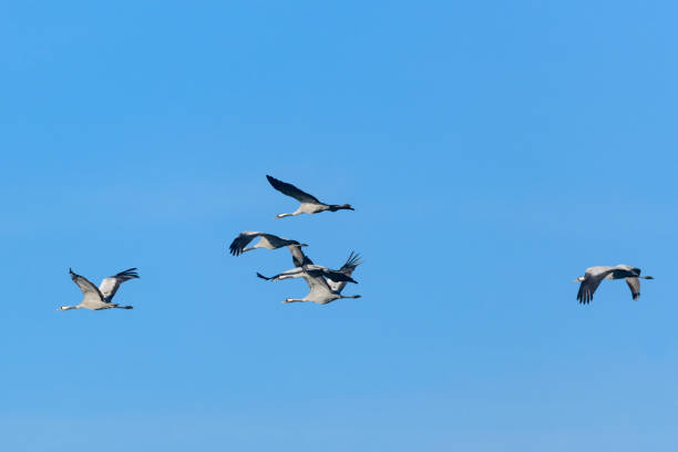 istock Crane birds or Common Cranes flying in mid air during the autumn migration 1069556910