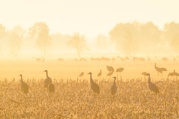 Common Cranes or Eurasian Cranes (Grus Grus) feeding and resting in a field near Diepholz in Germany during the autumn migration