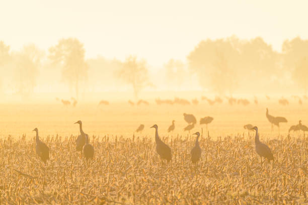 Common Cranes or Eurasion Cranes resting and feeding in a field during autumn migration Common Cranes or Eurasian Cranes (Grus Grus) feeding and resting in a field near Diepholz in Germany during the autumn migration eurasian crane stock pictures, royalty-free photos & images