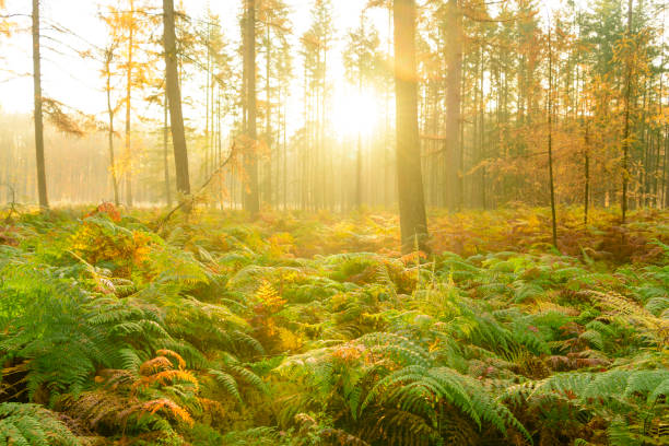 istock Pine trees and fern plants in a forest during a beautiful  autumn day 1069557008