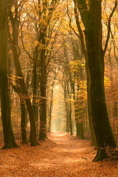 istock Path through a misty forest during a beautiful foggy autumn day 1069557118