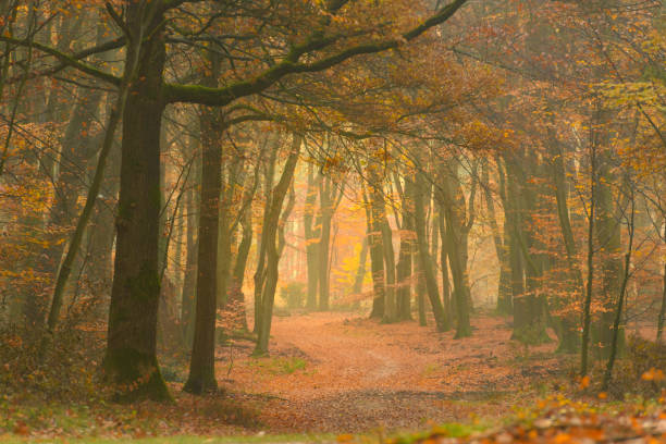 istock Path through a misty forest during a beautiful foggy autumn day 1069557208