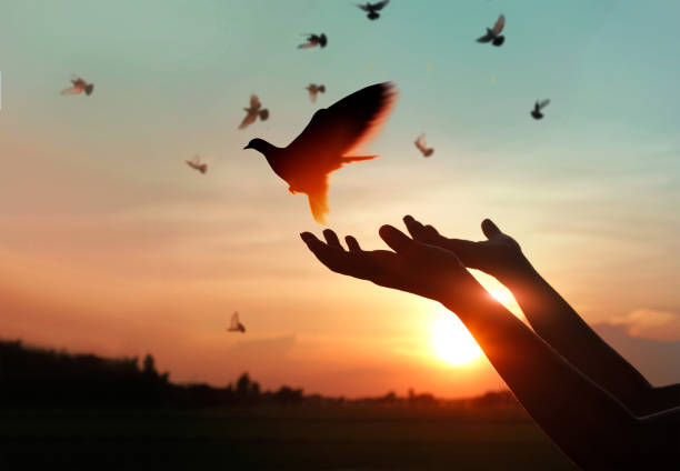 mani femminili che pregano e liberano gli uccelli alla natura sullo sfondo del tramonto, concetto di speranza - segno di pace foto e immagini stock