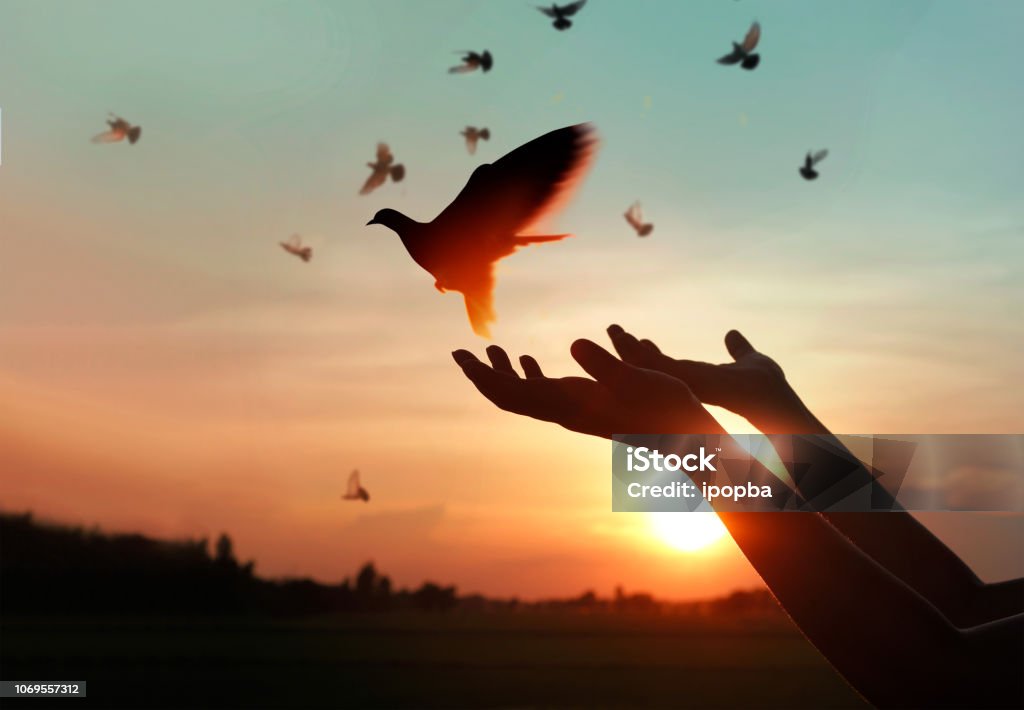 Female hands praying and free the birds to nature on sunset background, hope concept Symbols Of Peace Stock Photo