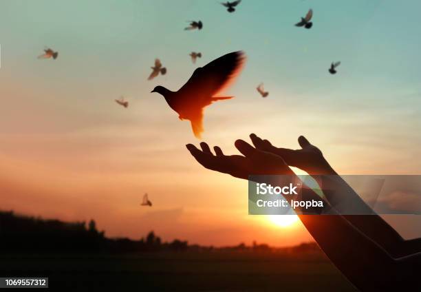 Female Hands Praying And Free The Birds To Nature On Sunset Background Hope Concept Stock Photo - Download Image Now