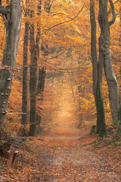 istock Path through a misty forest during a beautiful foggy autumn day 1069557488