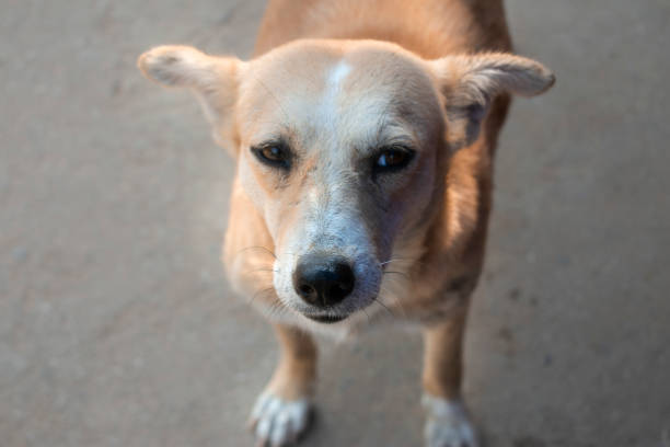 istock portrait of street dog 1069557924