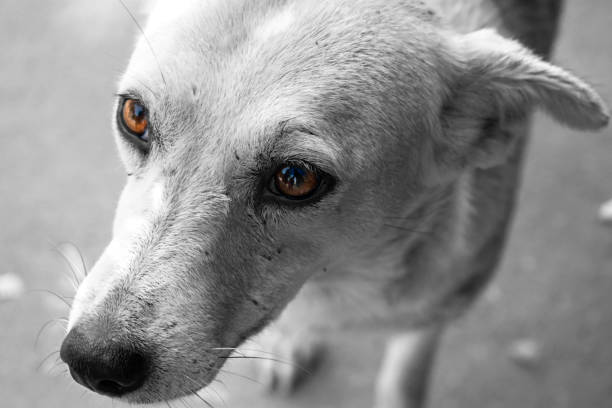 istock portrait of street dog 1069557934