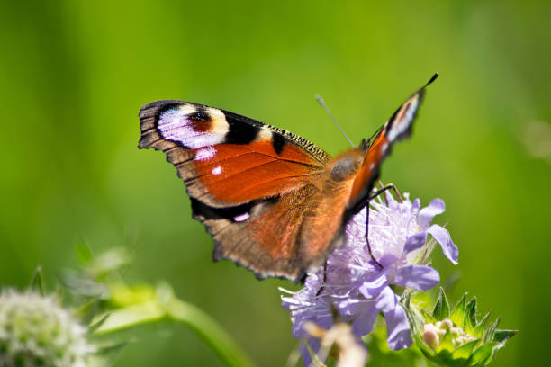istock Peacock butterfly on a blossom in the summer. 1069559484