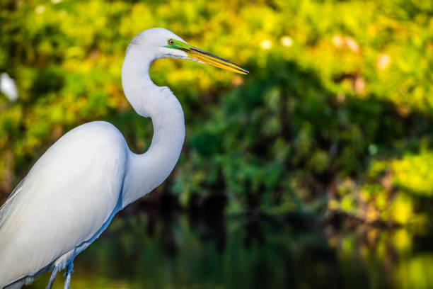 istock A Great White Egret in Orlando, Florida 1069559760