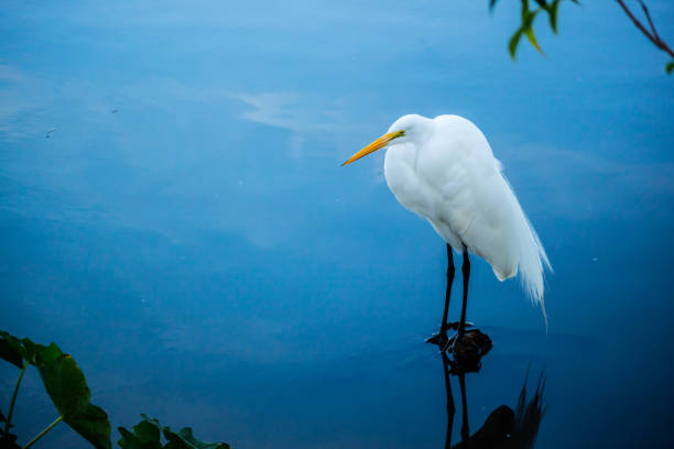A portrait shot of a large common bird chilling around the park of Gatorland